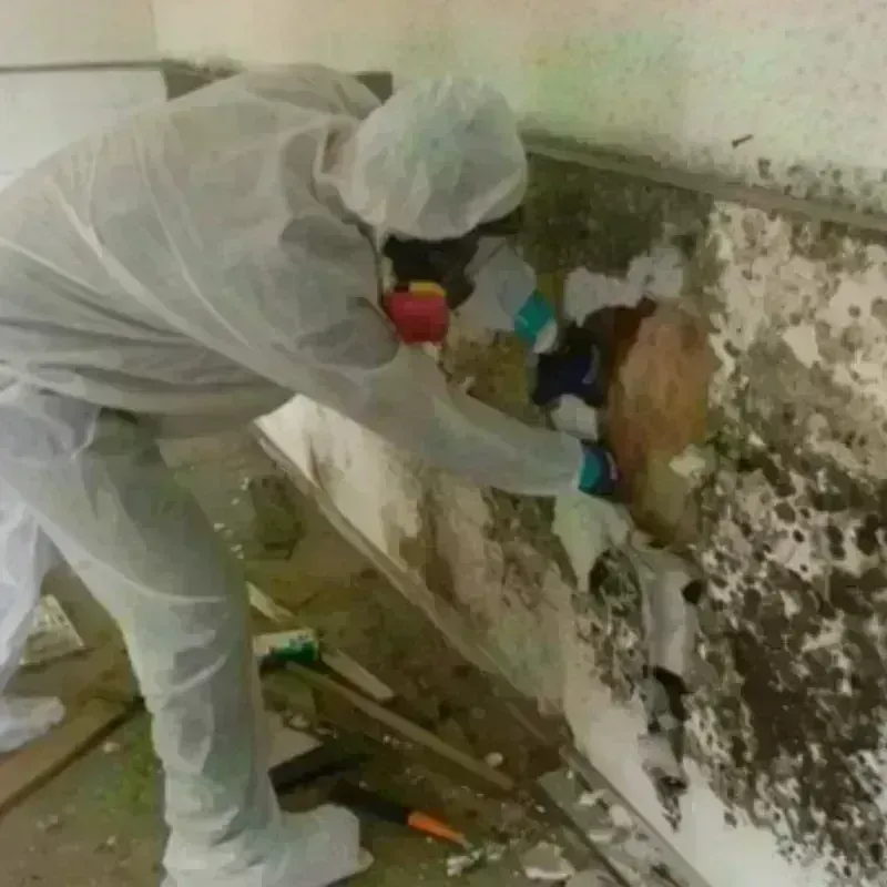 Mold Remediation and Removal in Jones, OK